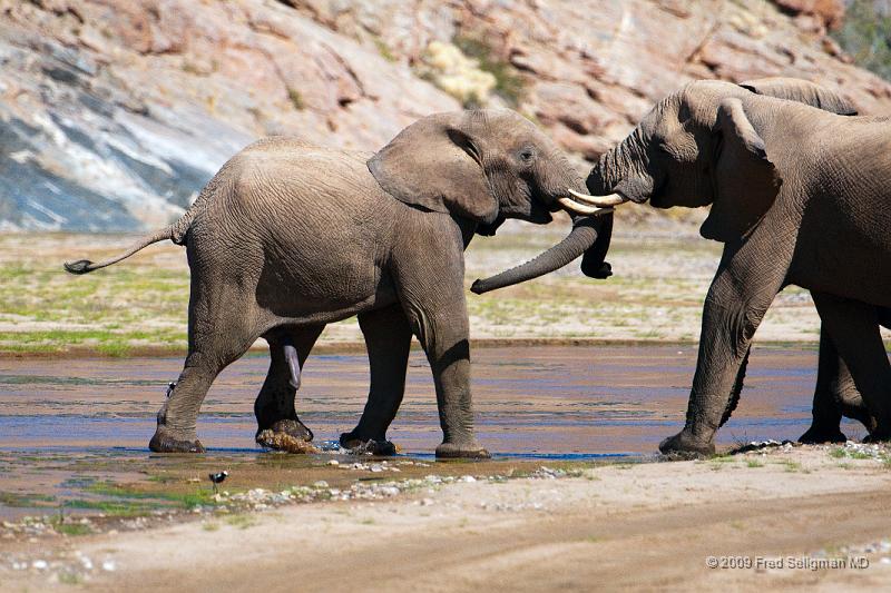 20090604_122033 D300 X1.jpg - Elephants having a friendly tussle